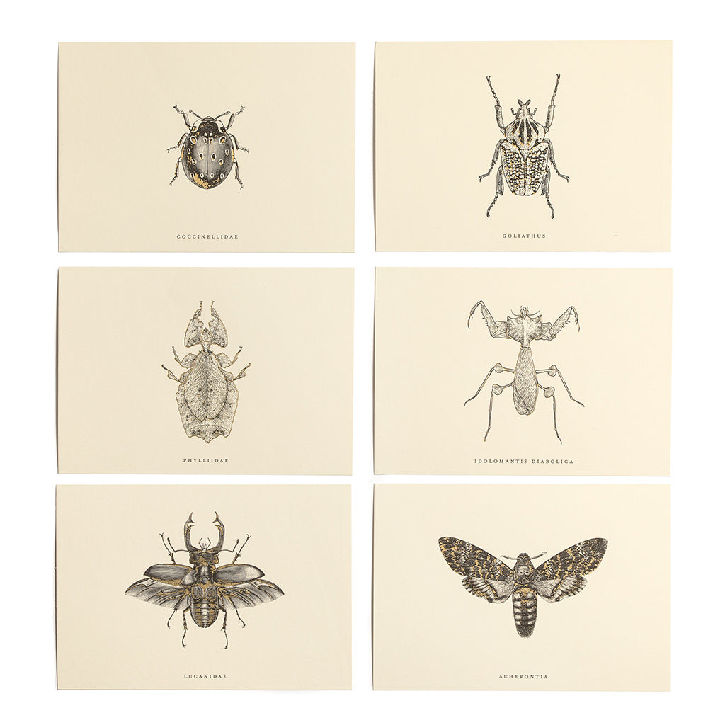 Stationary Cards with insects and gold foil
